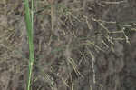 Switchgrass 